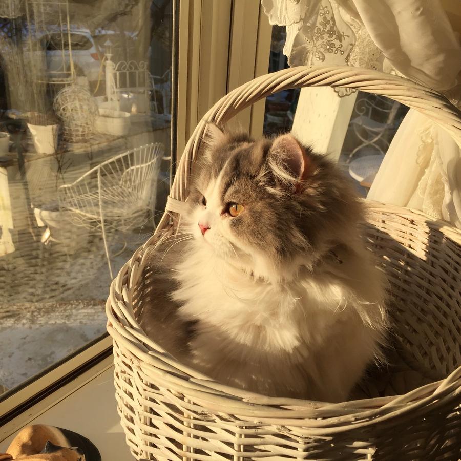 Mt Fuji Cat&Dog&Spa Pension Blue Poppy Fujikawaguchiko Zewnętrze zdjęcie