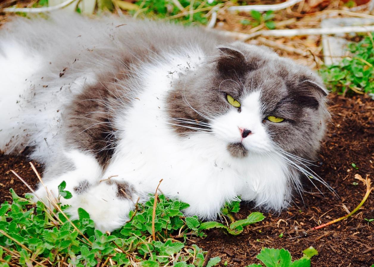 Mt Fuji Cat&Dog&Spa Pension Blue Poppy Fujikawaguchiko Zewnętrze zdjęcie