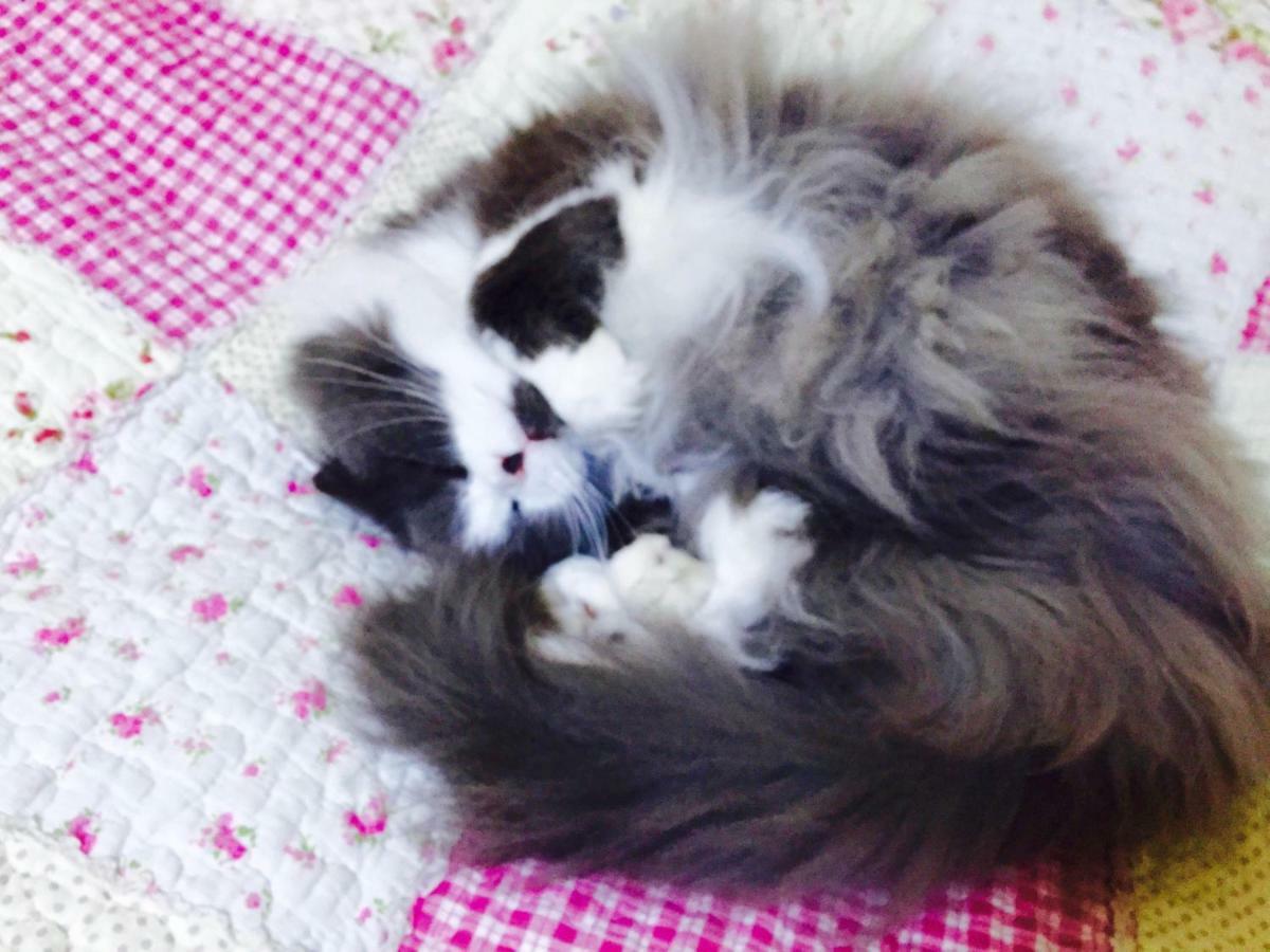 Mt Fuji Cat&Dog&Spa Pension Blue Poppy Fujikawaguchiko Zewnętrze zdjęcie