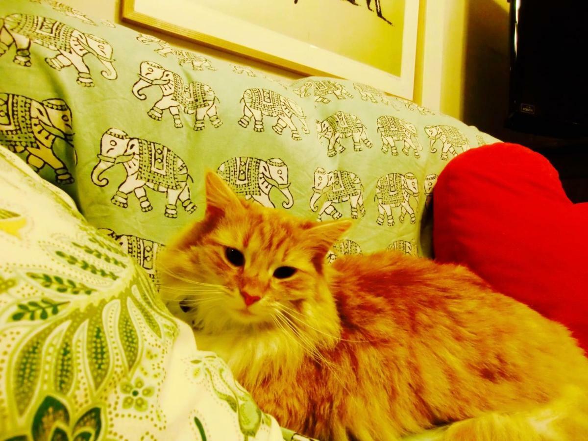 Mt Fuji Cat&Dog&Spa Pension Blue Poppy Fujikawaguchiko Zewnętrze zdjęcie