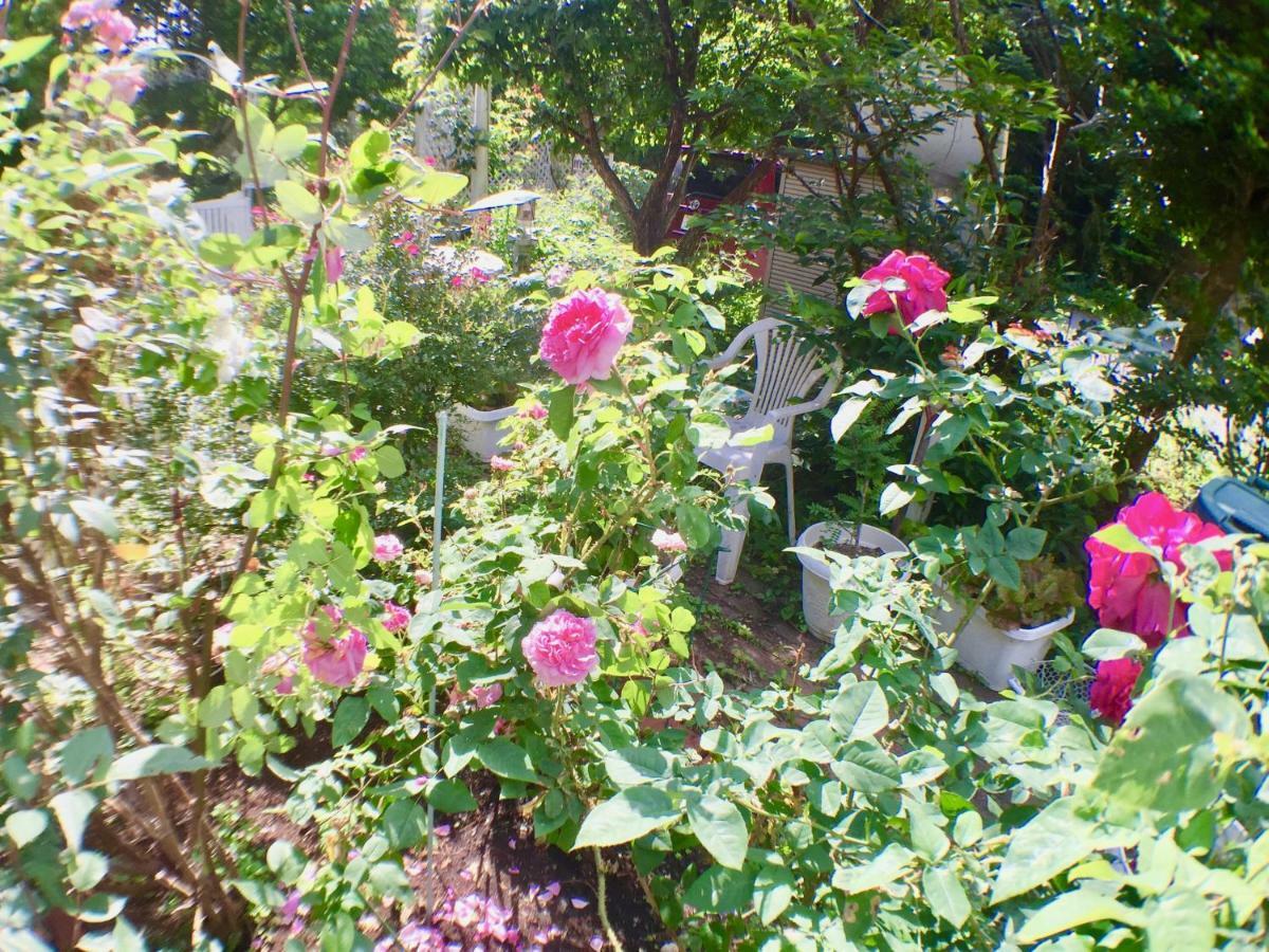 Mt Fuji Cat&Dog&Spa Pension Blue Poppy Fujikawaguchiko Zewnętrze zdjęcie